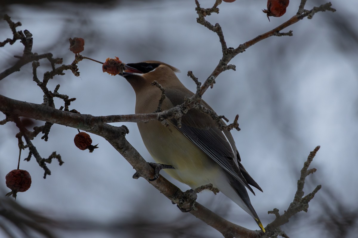Cedar Waxwing - ML652025908