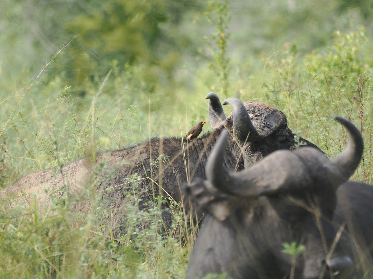 Ґедзеїд жовтодзьобий - ML652025918