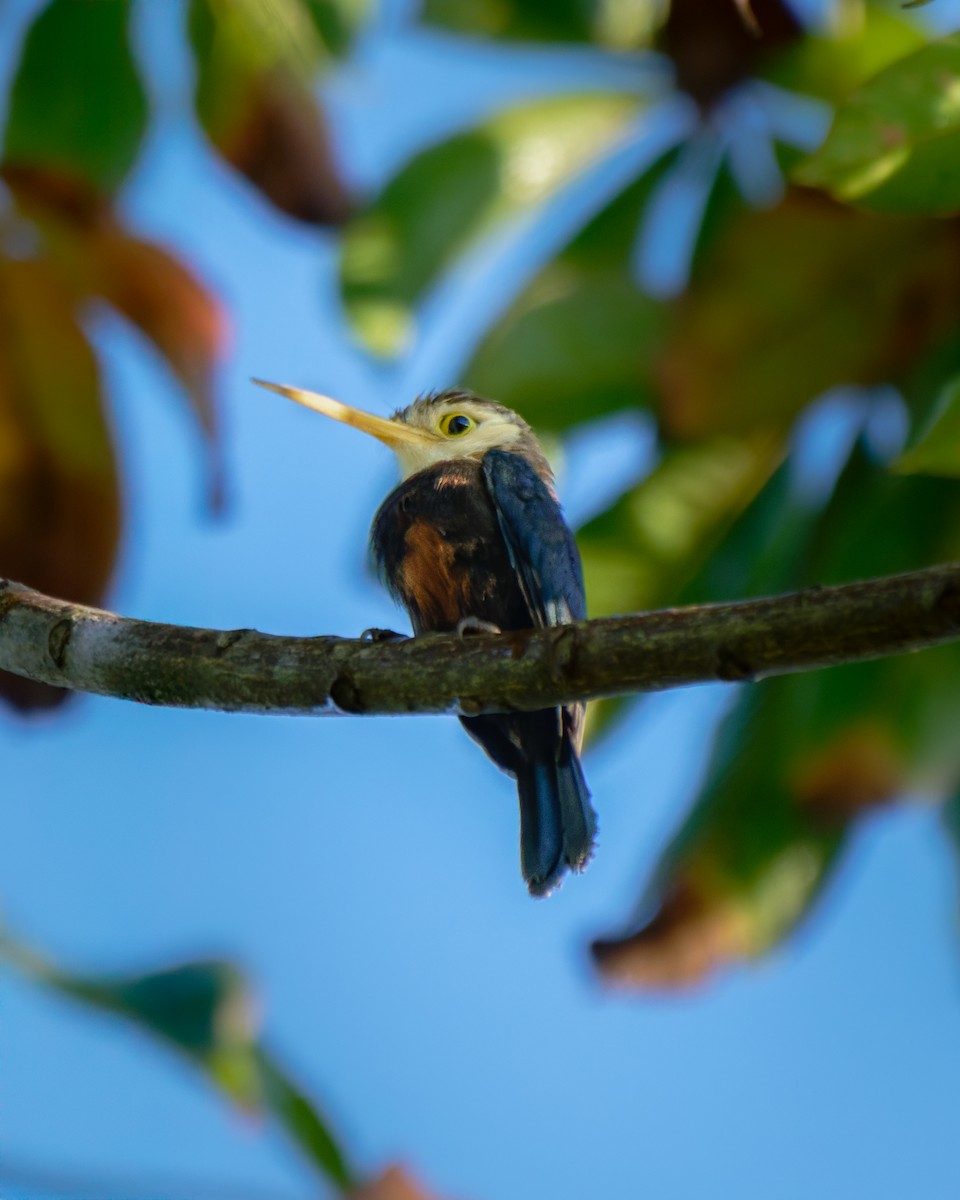 White-throated Jacamar - ML652025935