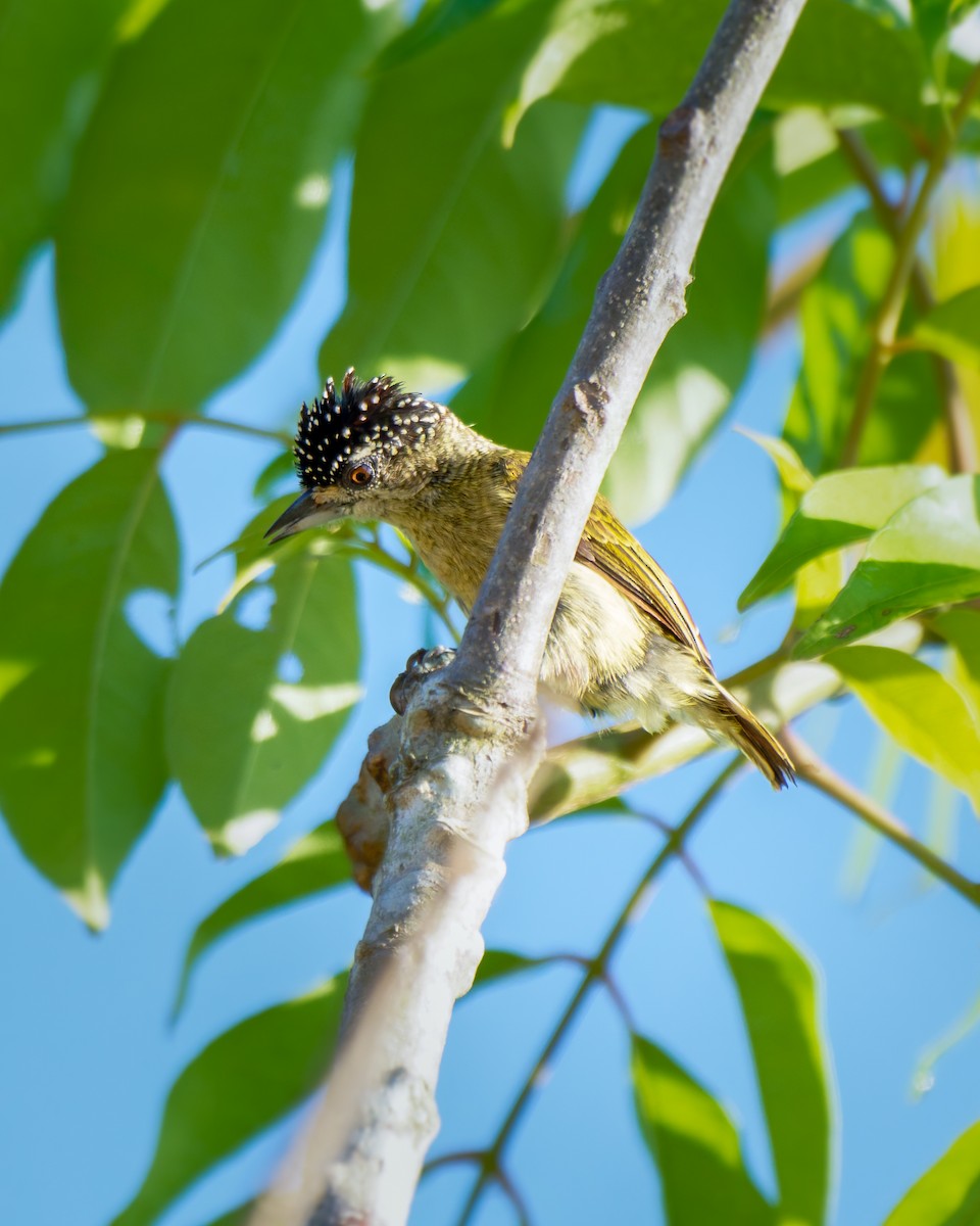 Fine-barred Piculet - ML652025950
