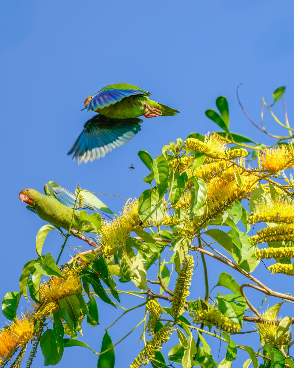 Cobalt-winged Parakeet - ML652025959