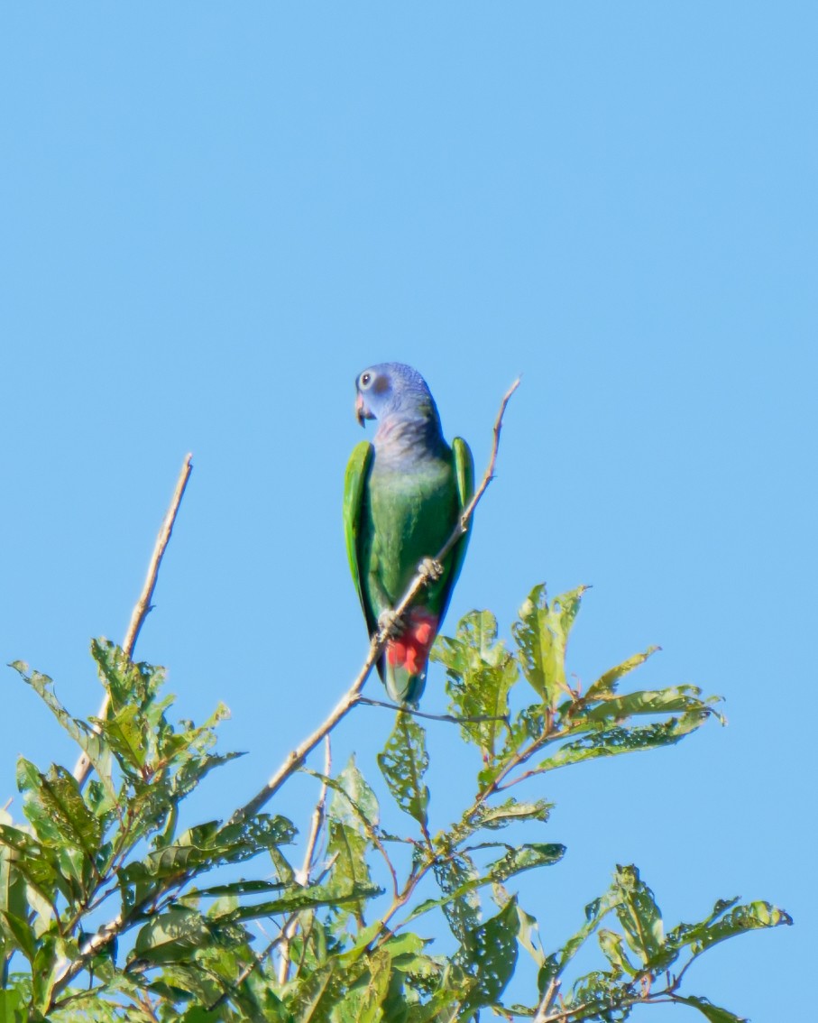 Blue-headed Parrot - ML652025981