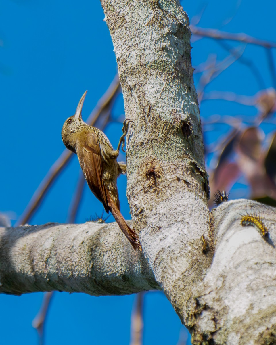 Inambari Woodcreeper - ML652025994