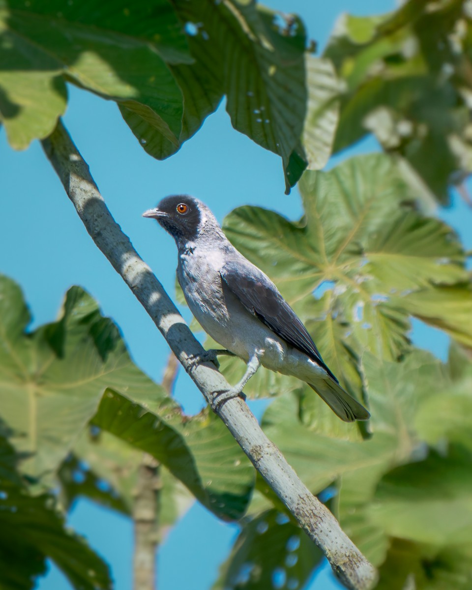 Black-faced Cotinga - ML652026028