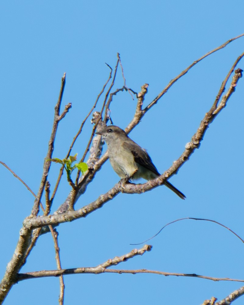Crowned Slaty Flycatcher - ML652026061