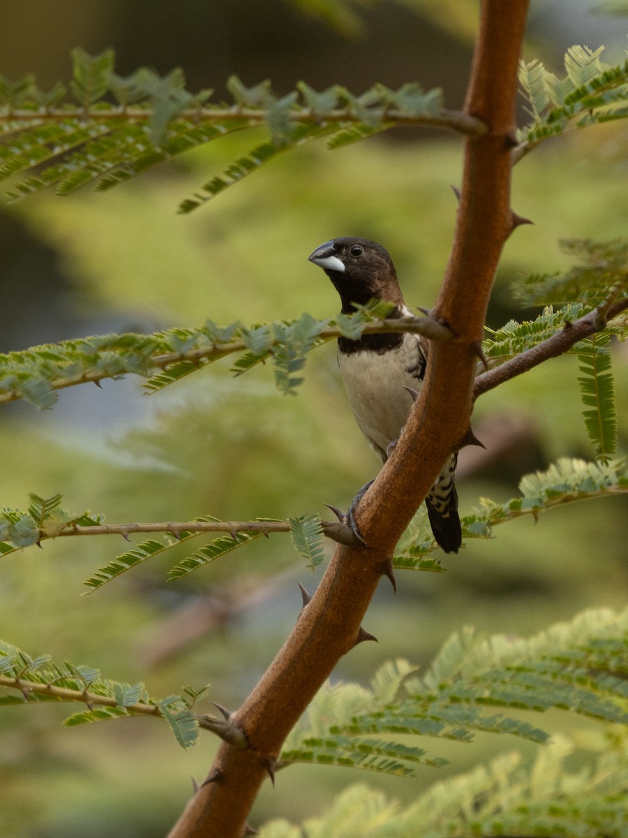 Bronze Mannikin - ML652026159