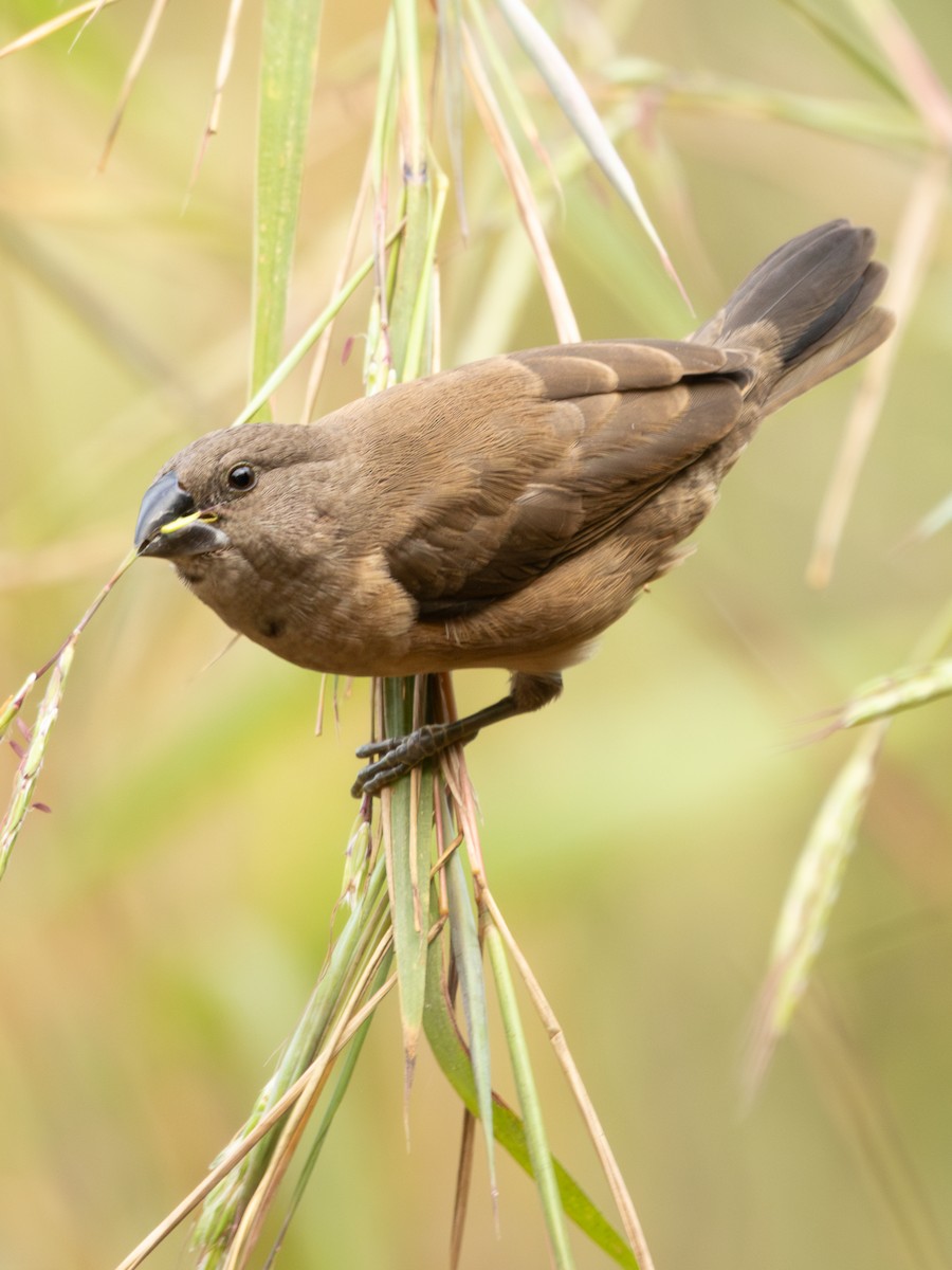 Bronze Mannikin - ML652026178