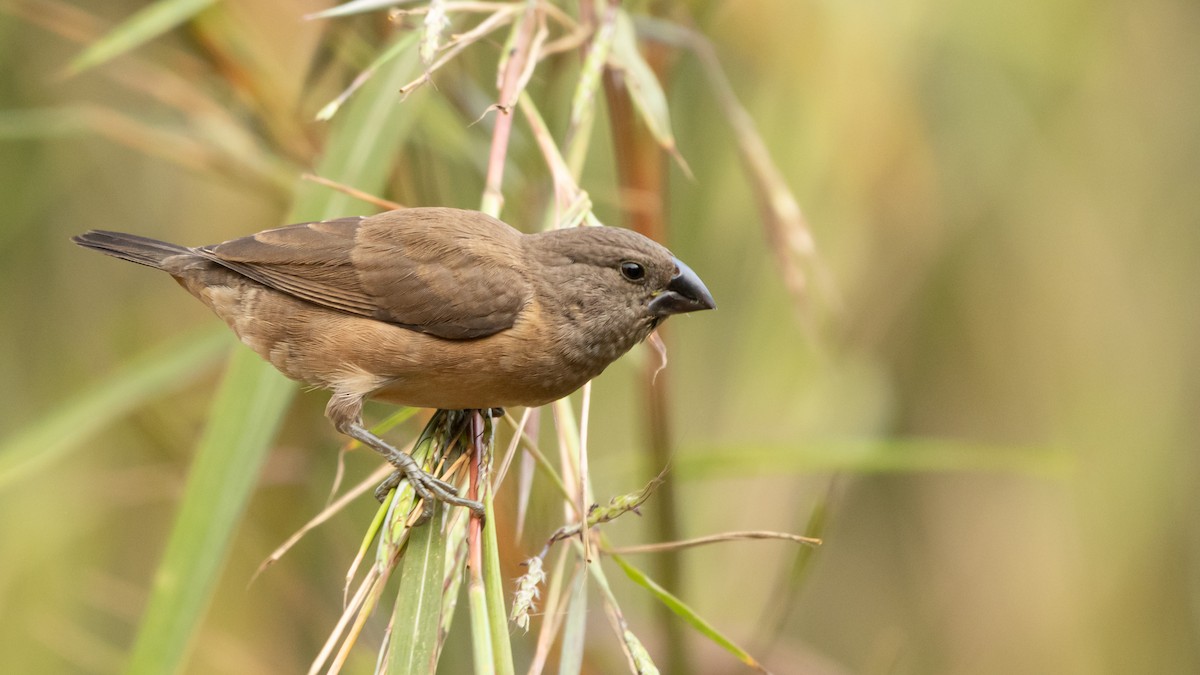 Bronze Mannikin - ML652026179