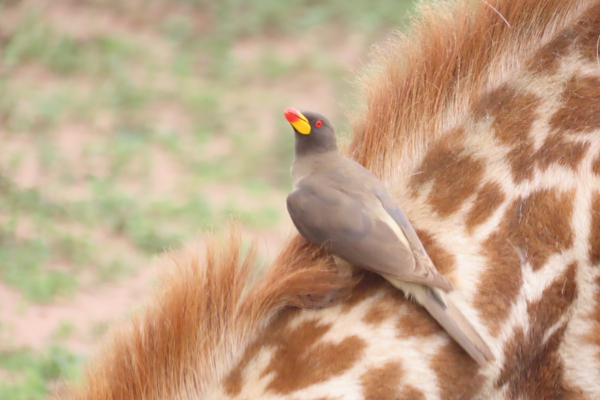 Ґедзеїд жовтодзьобий - ML652027077