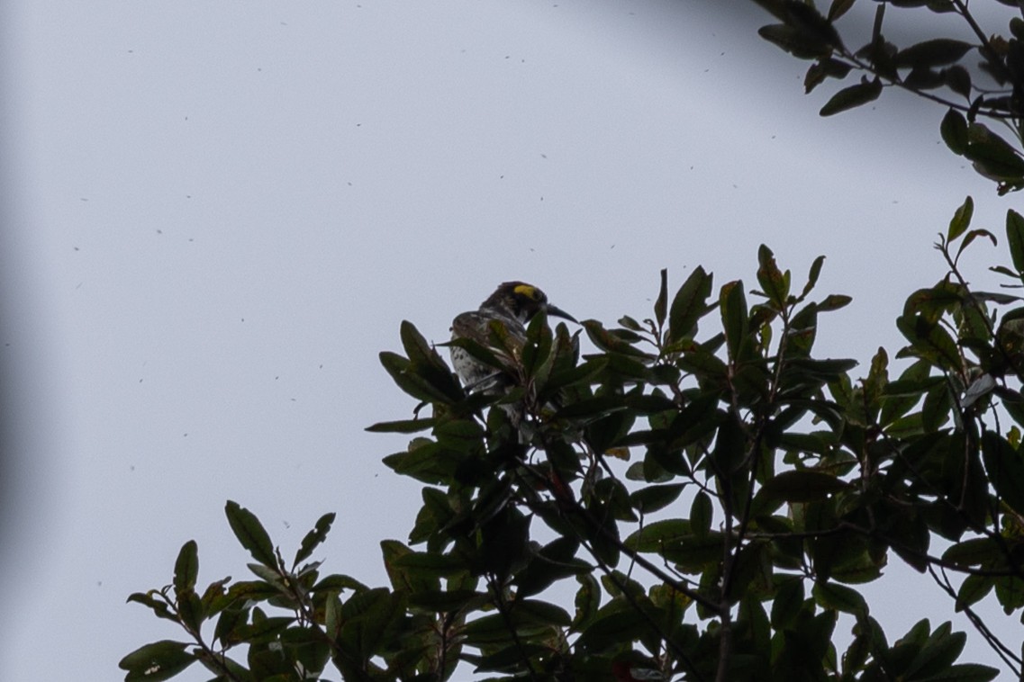 Ornate Melidectes - ML652027135