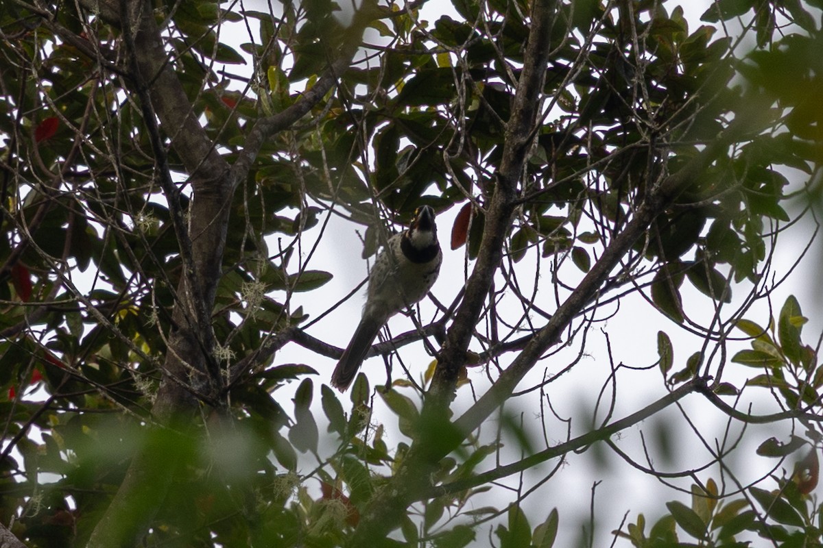 Ornate Melidectes - ML652027137