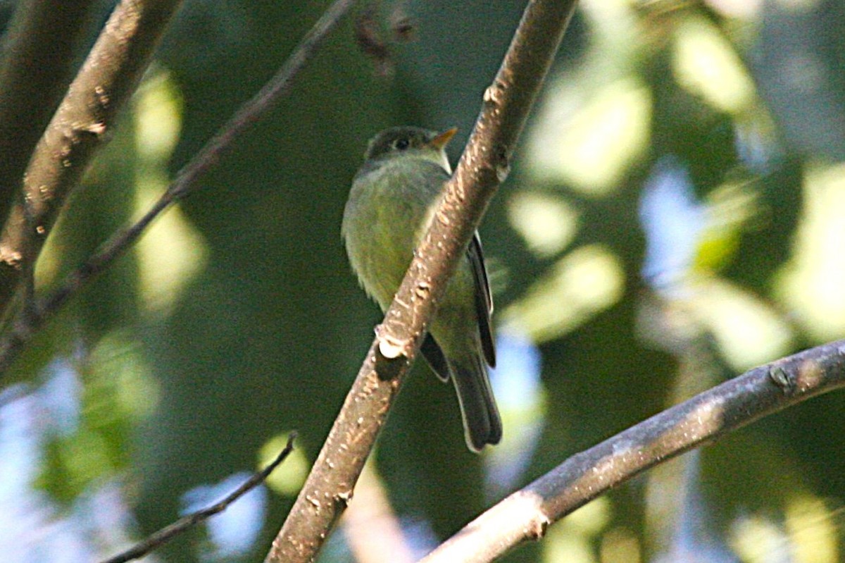 Желтобрюхий мухолов - ML652027196