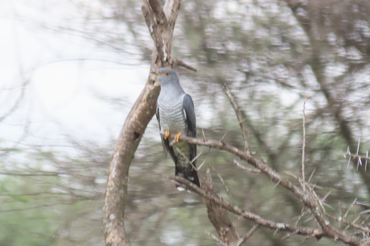 Common Cuckoo - ML652027270