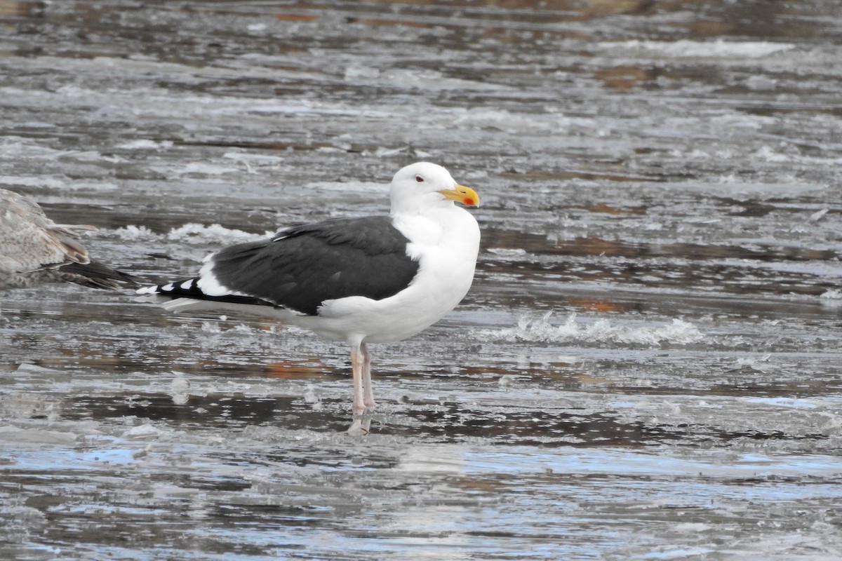 Морская чайка - ML652027466