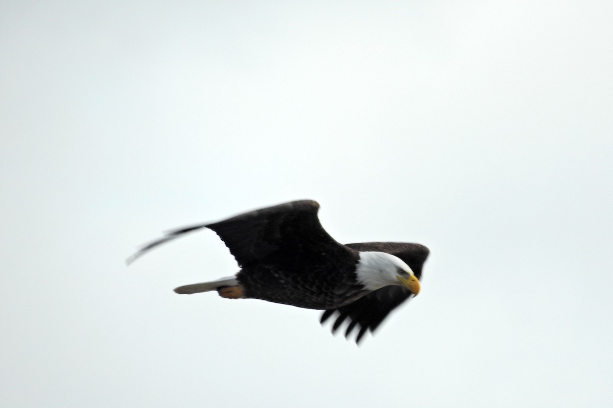 Белоголовый орлан - ML652027493