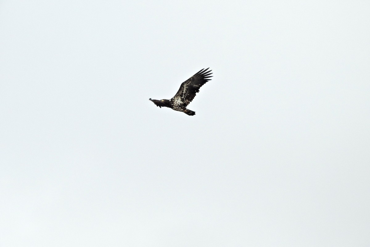 Белоголовый орлан - ML652027500