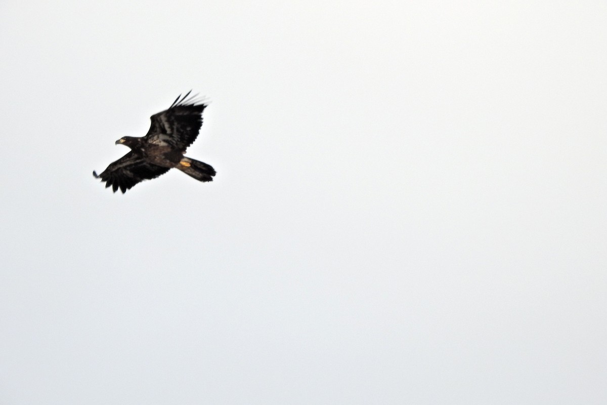 Белоголовый орлан - ML652027510