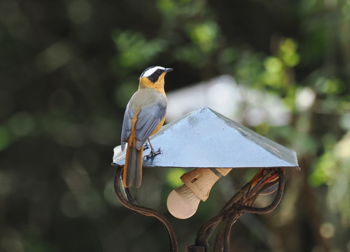 White-browed Robin-Chat - ML652027938