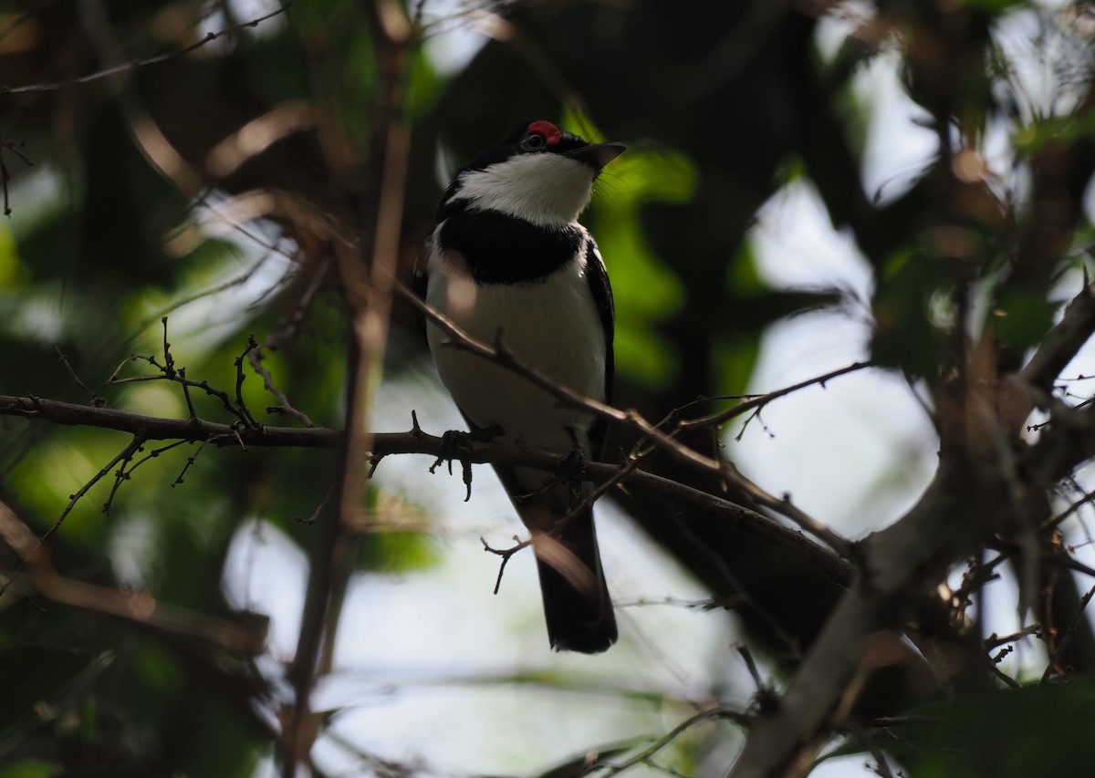 lesknáček rudobrvý - ML652027994