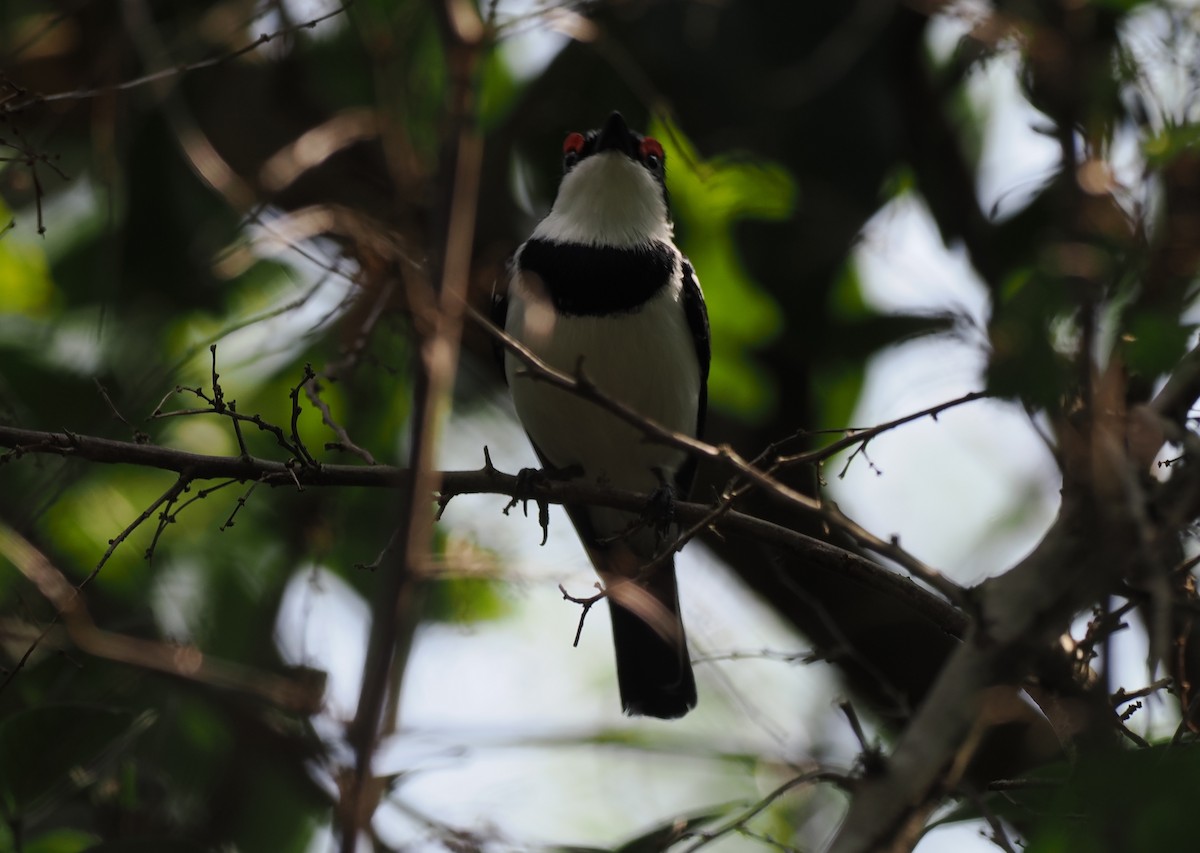 lesknáček rudobrvý - ML652028034