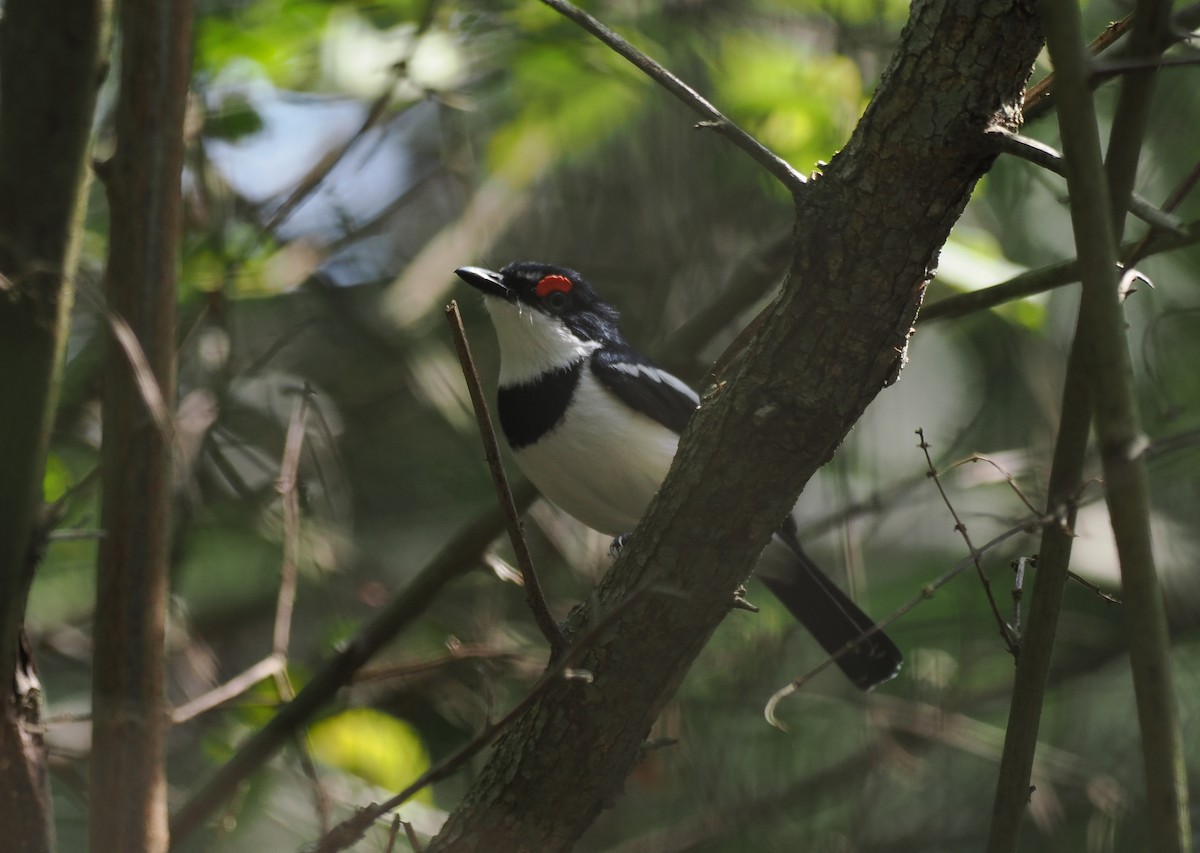 lesknáček rudobrvý - ML652028066