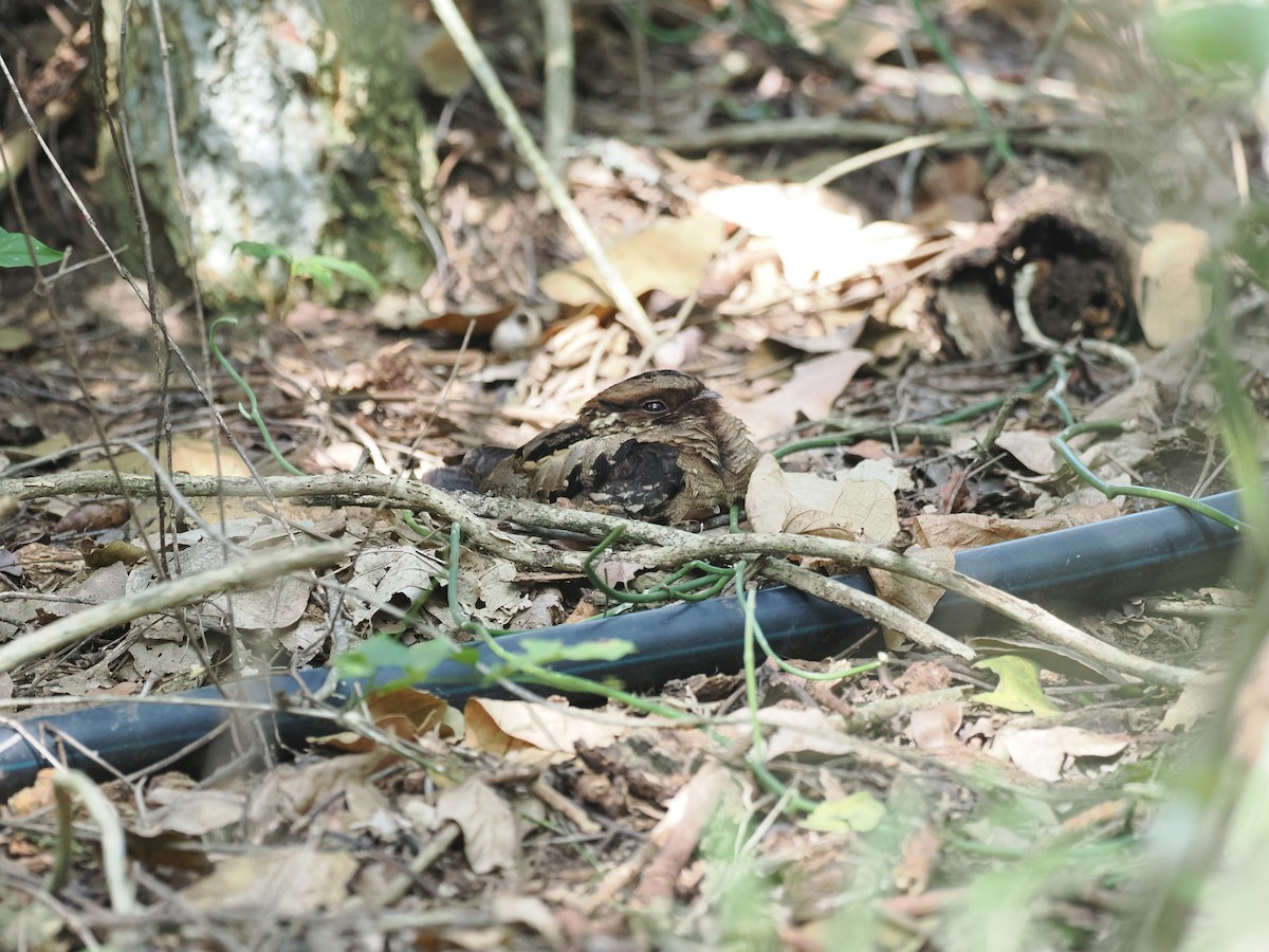 lelek hvízdavý (ssp. nigriscapularis) - ML652028115