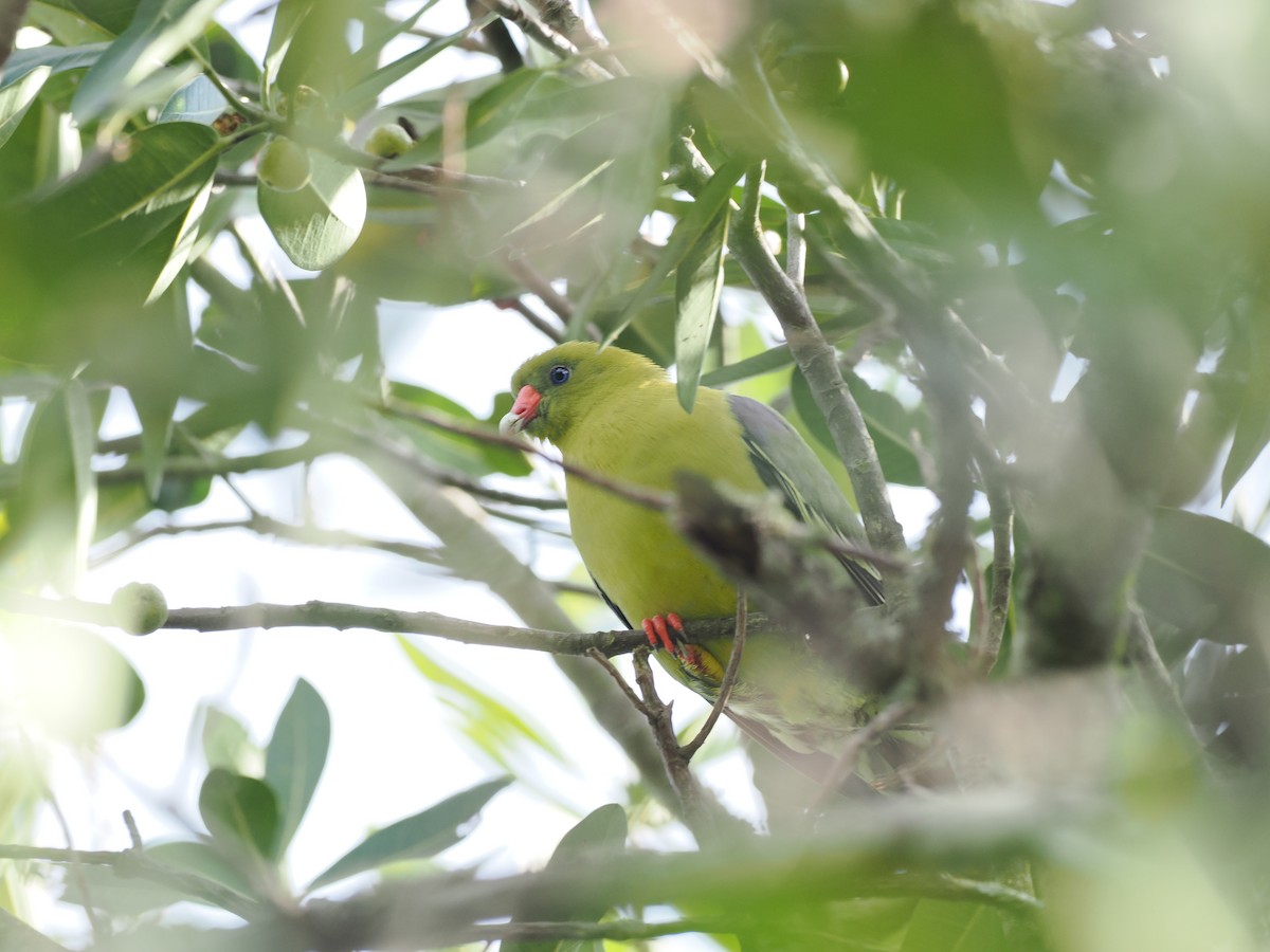 holub africký - ML652028153