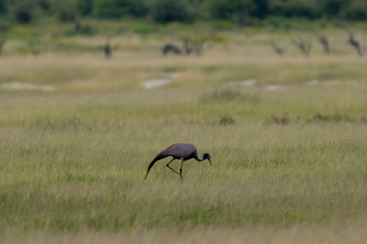 Blue Crane - ML652028168