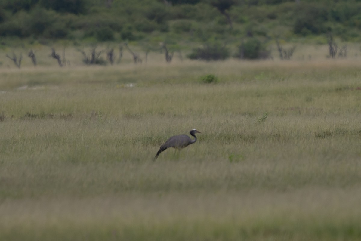 ハゴロモヅル - ML652028172