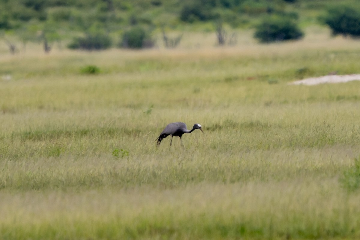 ハゴロモヅル - ML652028175