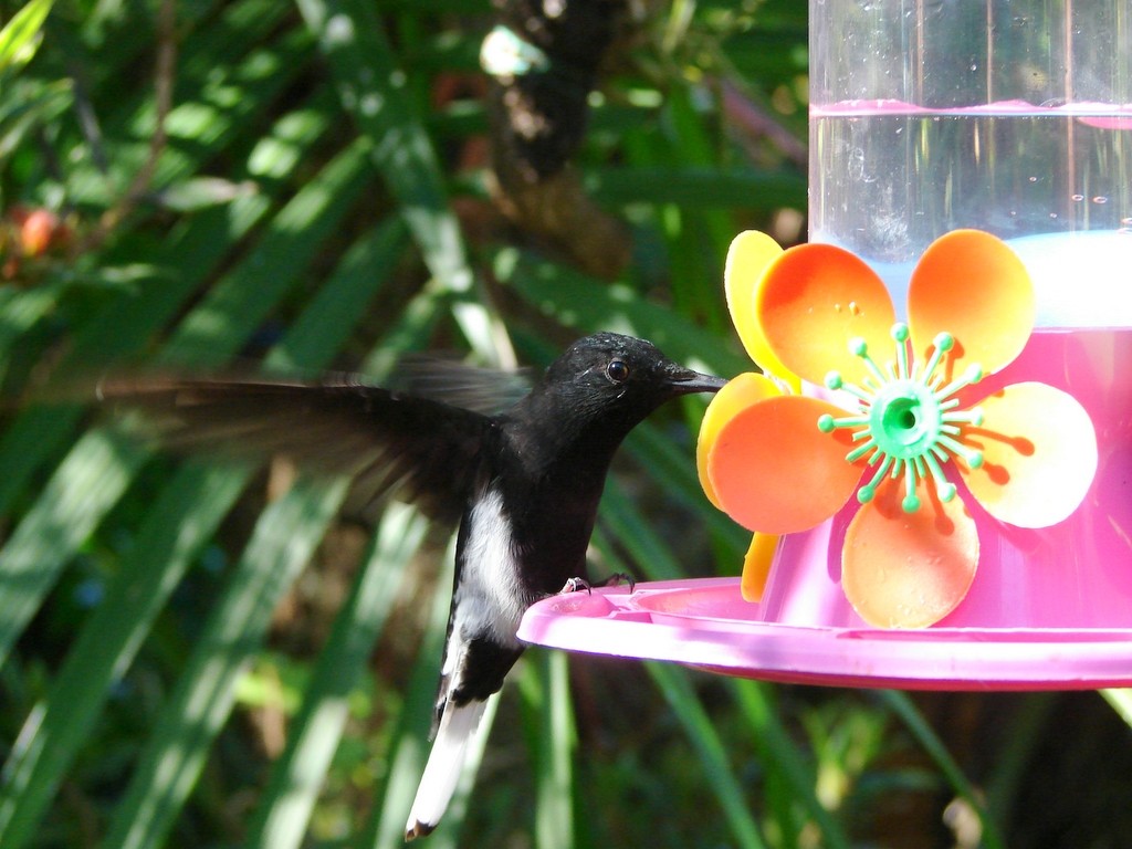 kolibřík černobílý - ML652028611