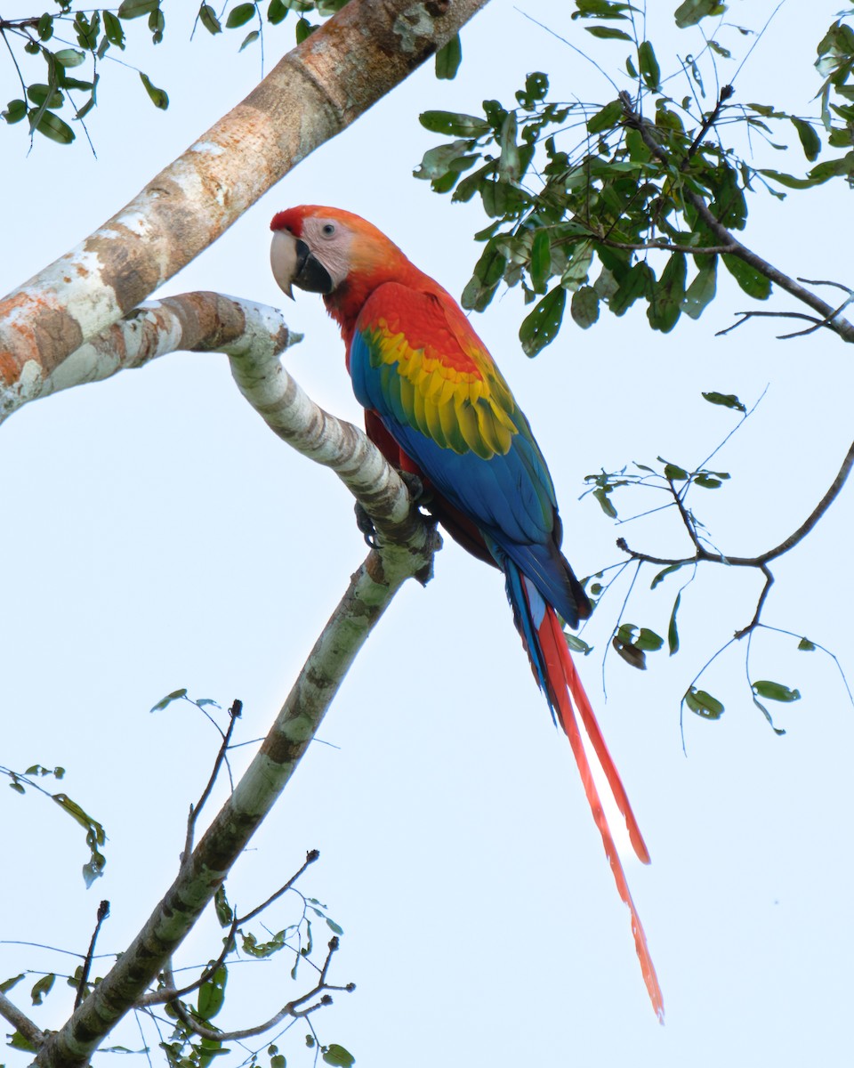 Scarlet Macaw - ML652028744