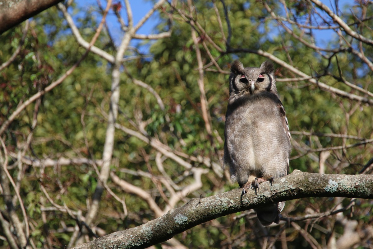Verreaux's Eagle-Owl - ML652028775