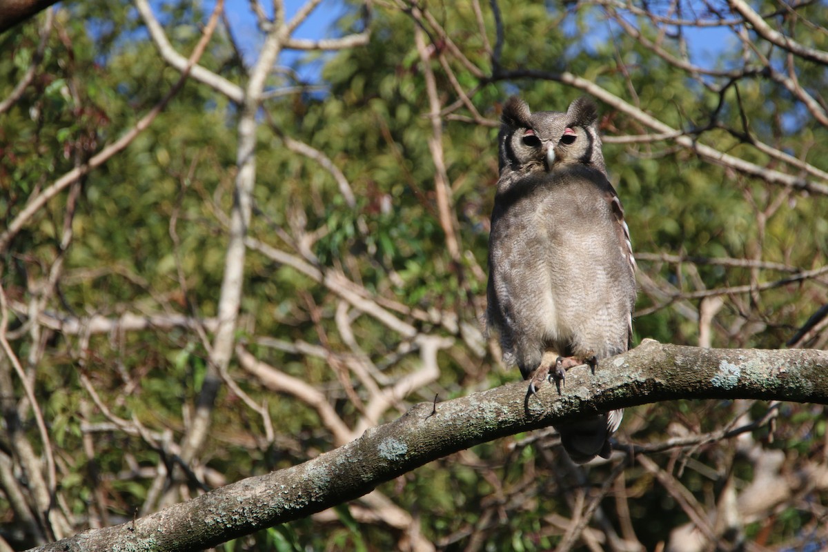 Verreaux's Eagle-Owl - ML652028777