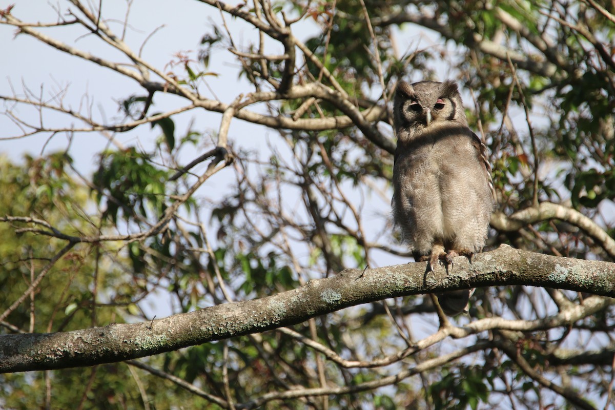 Verreaux's Eagle-Owl - ML652028779