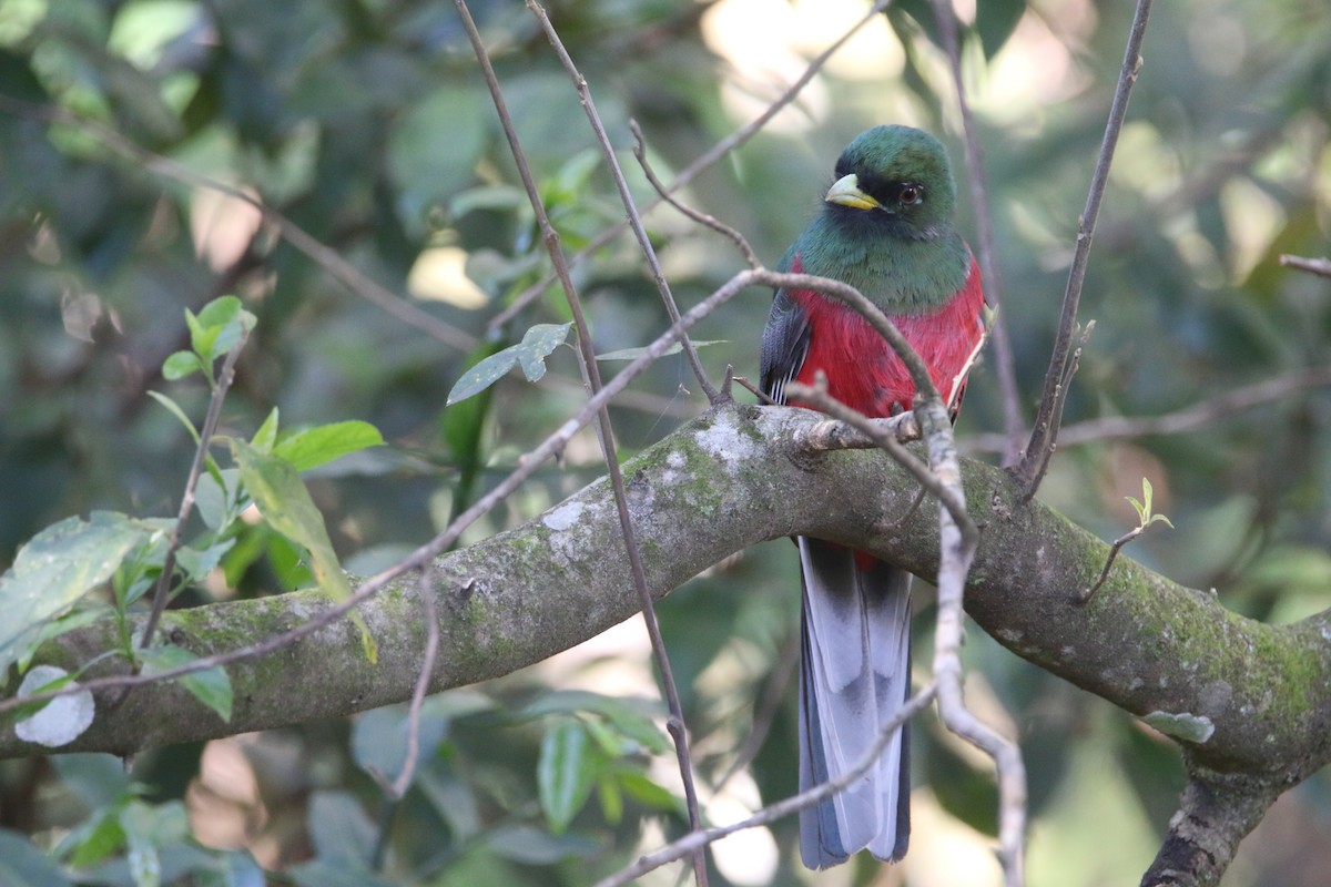 Narina Trogon - ML652028807