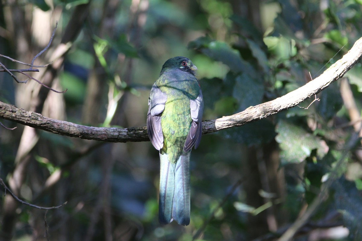 Narina Trogon - ML652028808