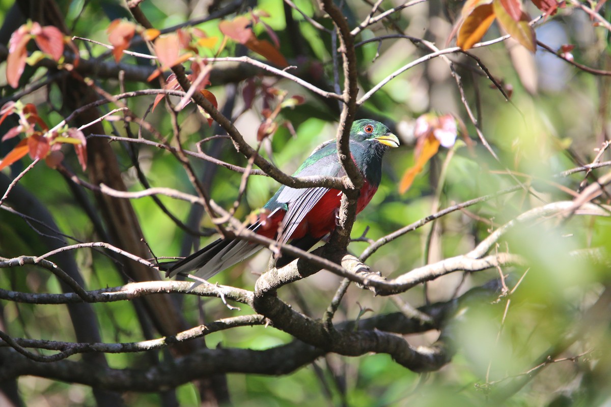 Narina Trogon - ML652028809