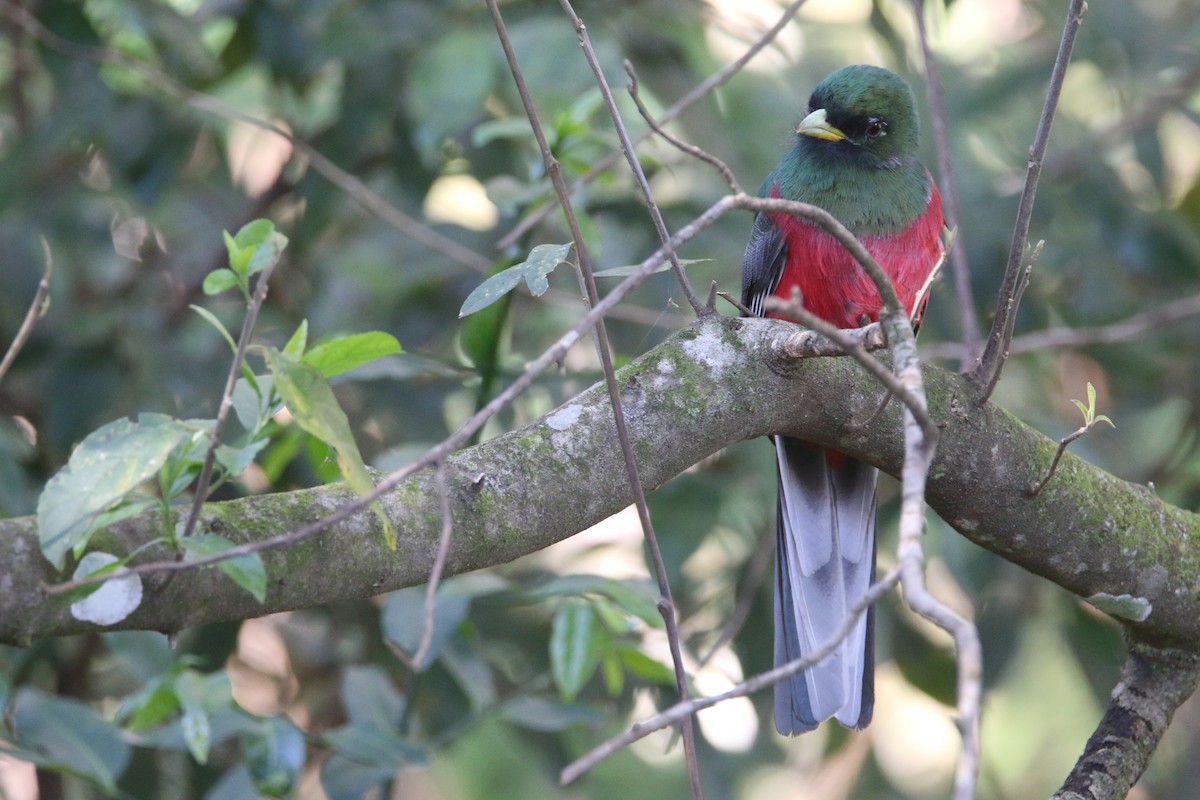 Narina Trogon - ML652028810