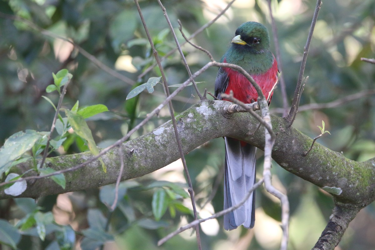 Narina Trogon - ML652028811