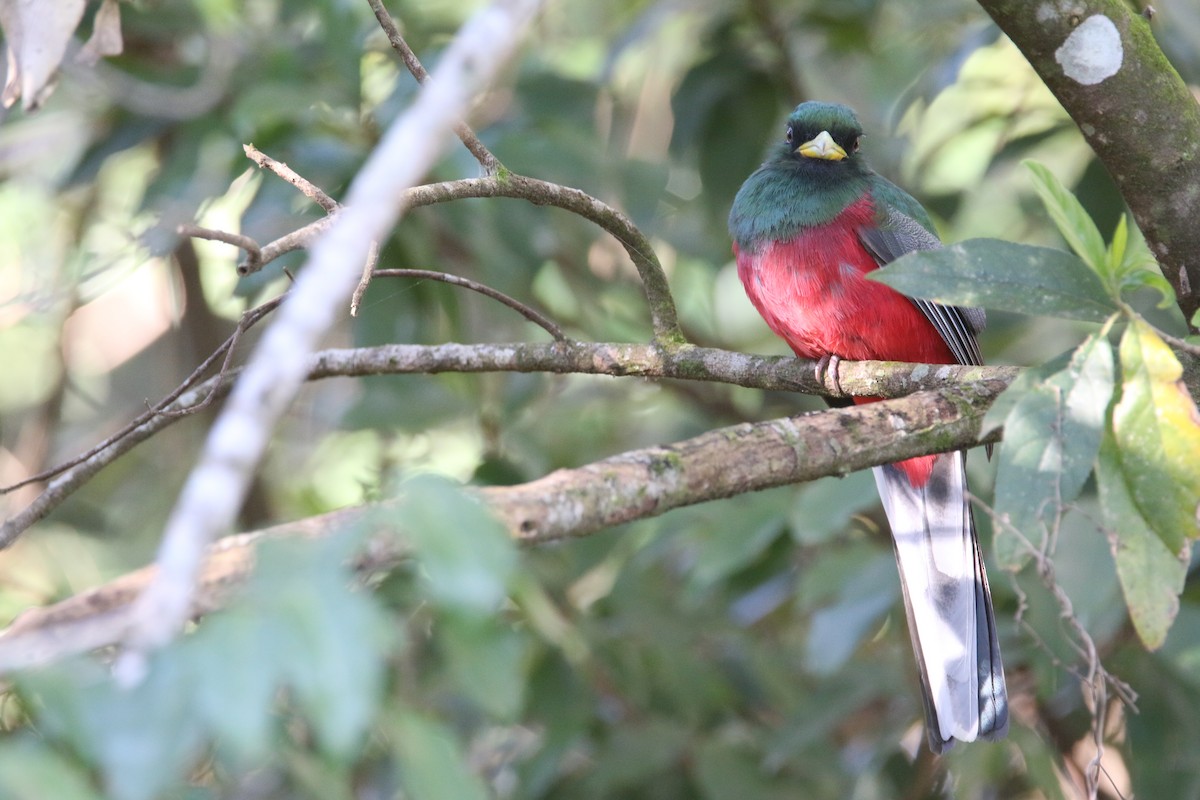 Narina Trogon - ML652028812