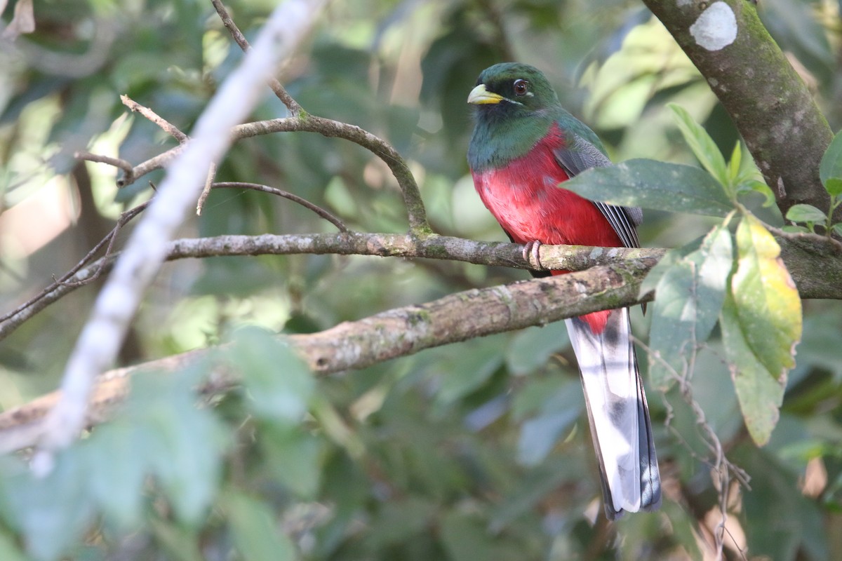 Narina Trogon - ML652028813