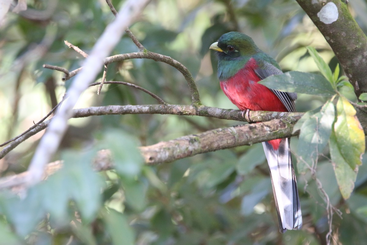 Narina Trogon - ML652028814