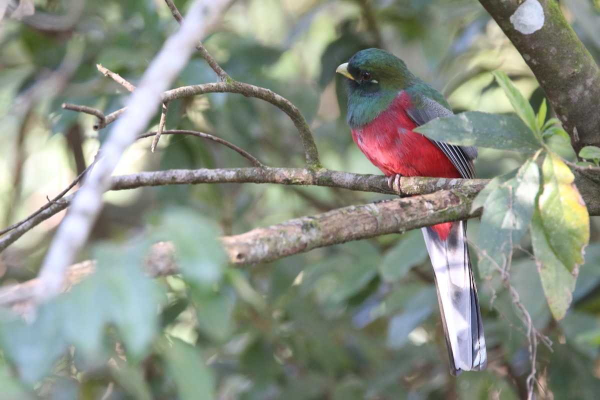 Narina Trogon - ML652028815