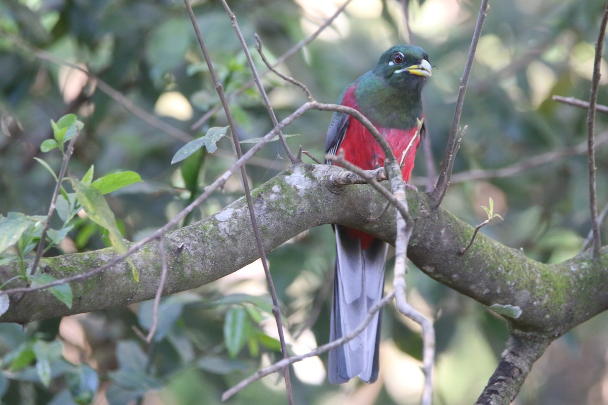 Narina Trogon - ML652028816