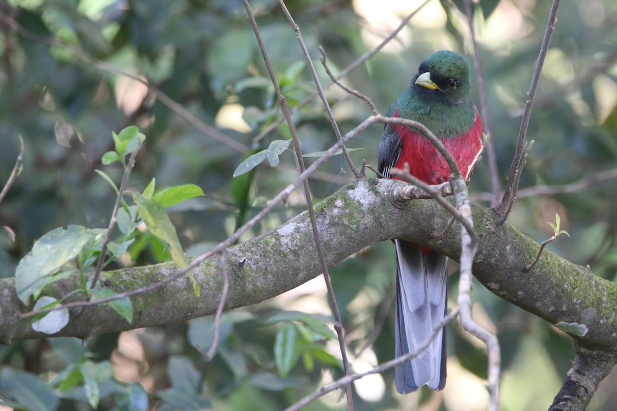 Narina Trogon - ML652028817