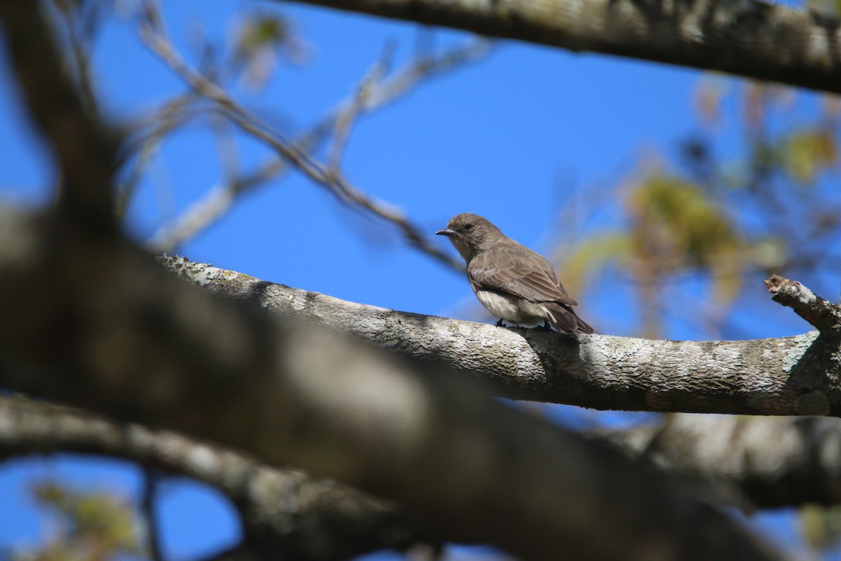 Brown-backed Honeybird - ML652028827