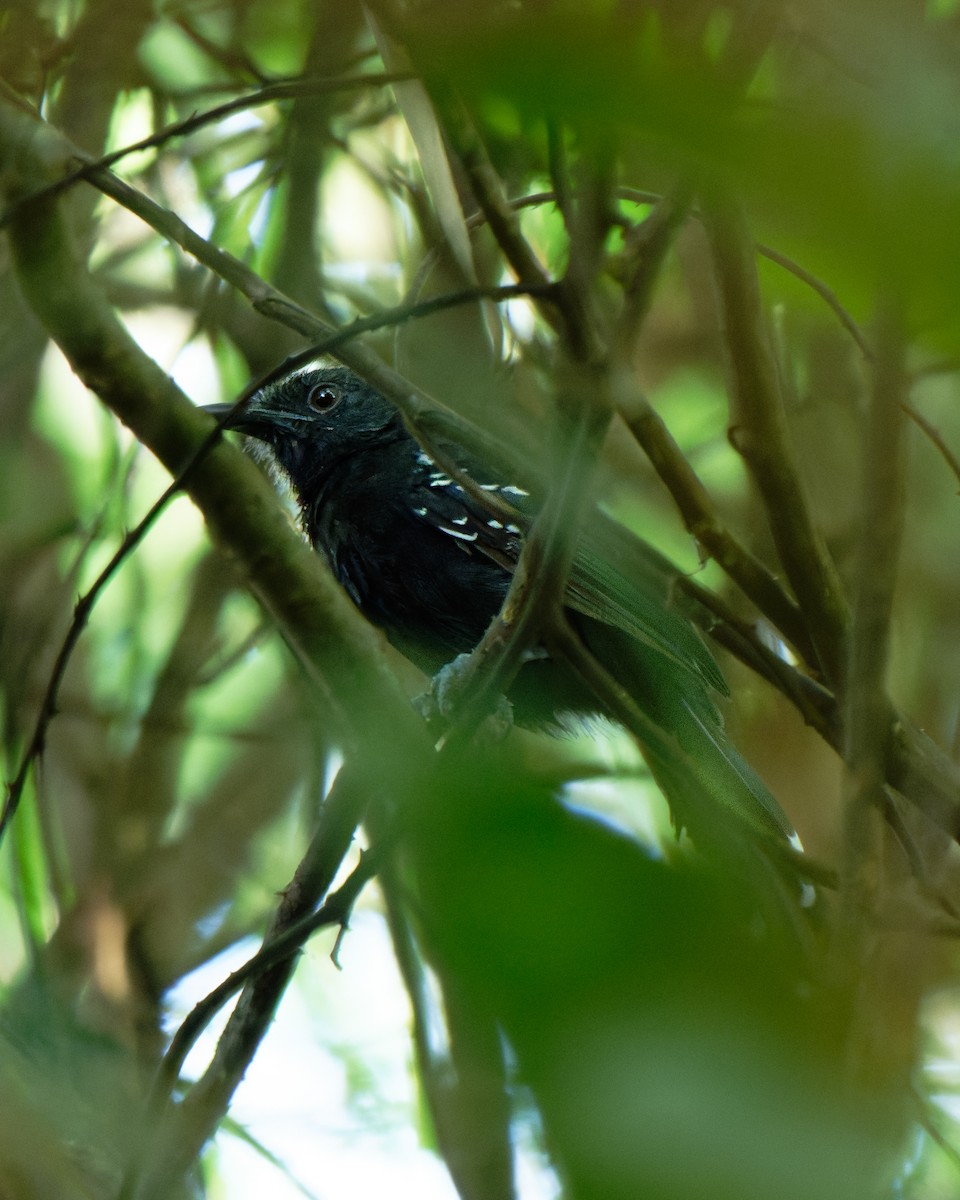 Manu Antbird - ML652028832