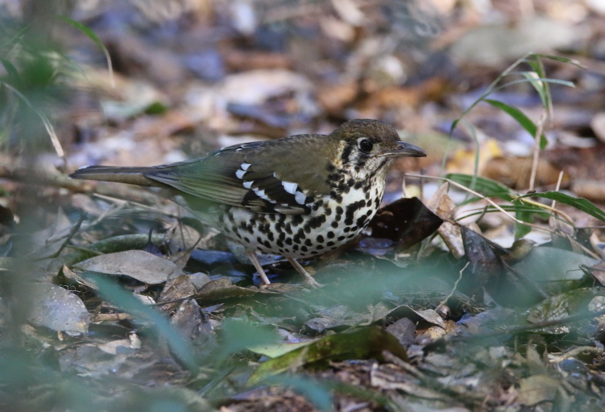 Spotted Ground-Thrush - ML652028839