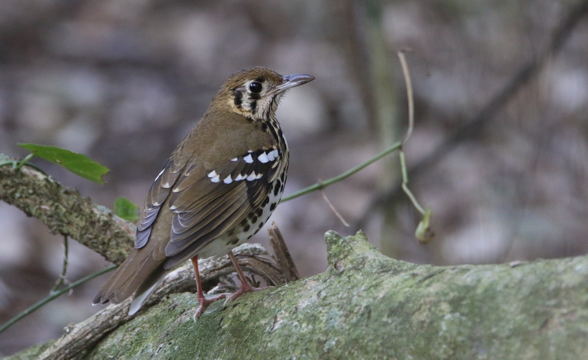 Spotted Ground-Thrush - ML652028840
